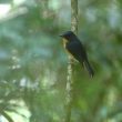Description de deux nouvelles espèces d’oiseaux sur l’île de Bornéo : le Zostérops et le Gobemouche des Meratus