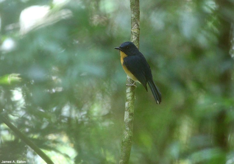 Description de deux nouvelles espèces d’oiseaux sur l’île de Bornéo : le Zostérops et le Gobemouche des Meratus