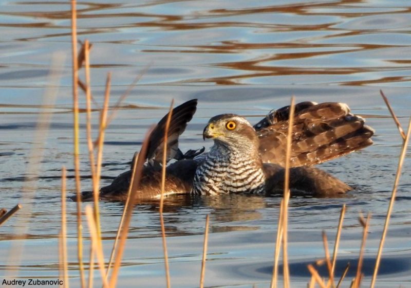 La noyade, une technique de chasse parfois utilisée par l’Autour des palombes
