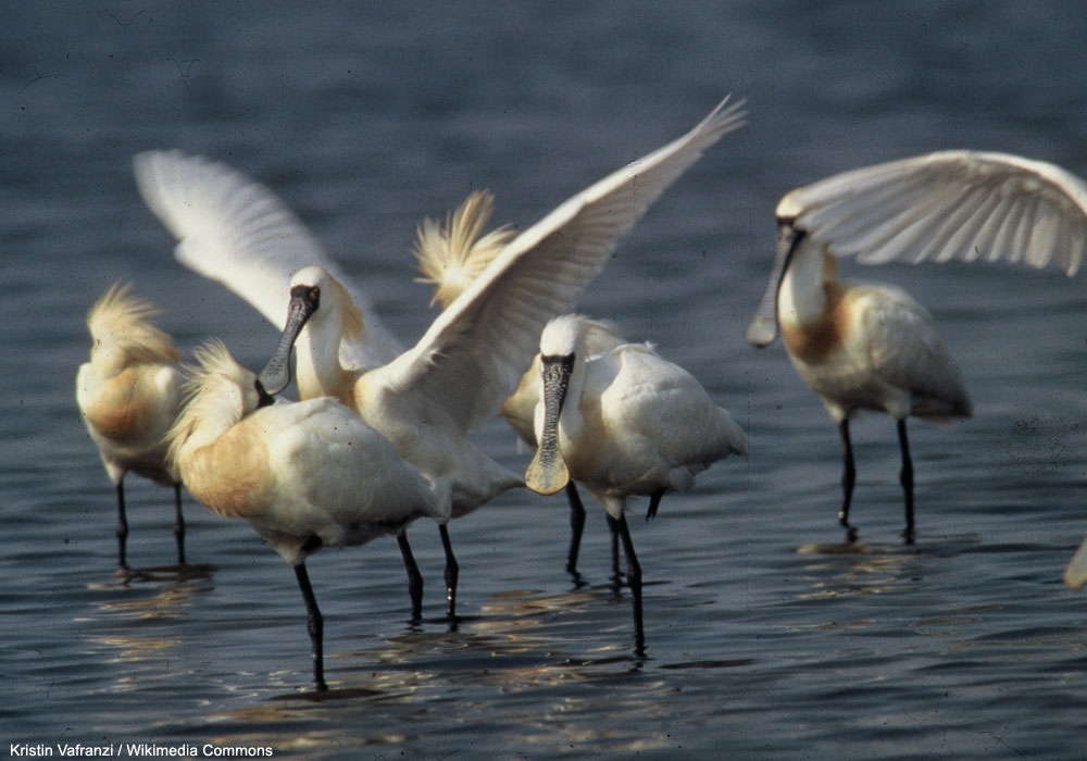 Petites Spatules (Platalea minor)