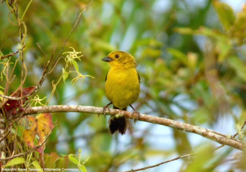Découverte de nouvelles populations de Tohis à tête olive et de Colombes de Conover, deux rares oiseaux endémiques de Colombie
