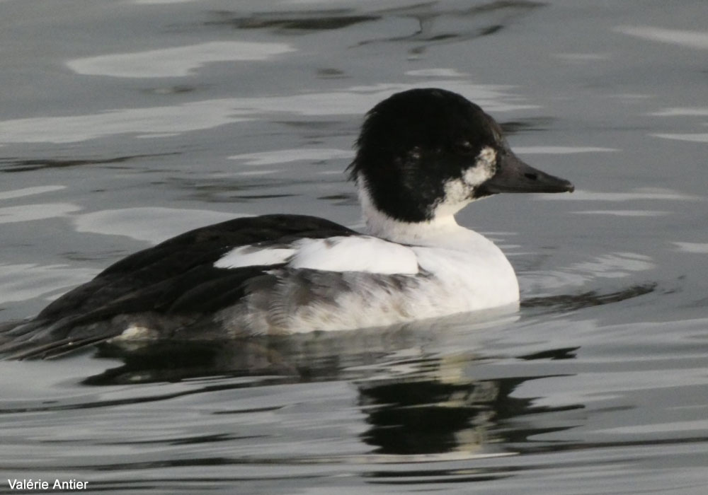 Hybride Garrot à oeil d'or x Harle piette