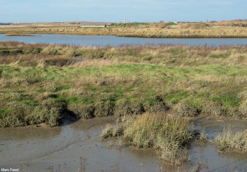 Nieuport, un bon site pour observer les oiseaux sur la côte belge