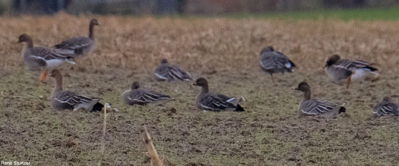 Oies des moissons de la toundra dans le delta de la Sauer (Bas-Rhin)