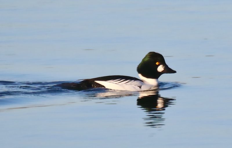 Garrot à œil d&rsquo;or dans la réserve de de la Grande Noé