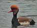 1-Nette rousse | Netta rufina | Red-crested Pochard