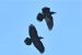 6-Grand Corbeau | Corvus corax | Northern Raven