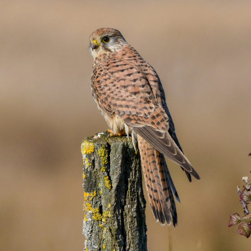 Faucon crecerelle femelle