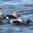Les détroits de Bluemull et de Colgrave (îles Shetland), un « paradis » pour les eiders et les hareldes en hiver