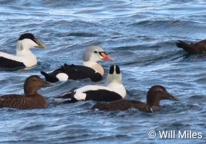 Les détroits de Bluemull et de Colgrave (îles Shetland), un « paradis » pour les eiders et les hareldes en hiver