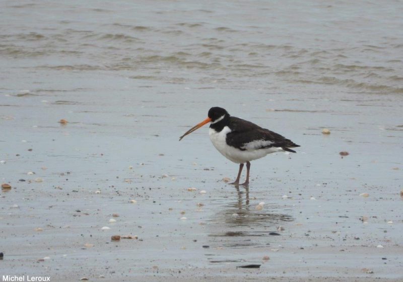 Huîtrier pie au bec croisé et anormalement long