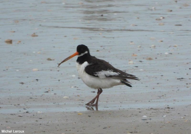 Huîtrier pie au bec anormalement long