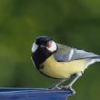 Mésange charbonnière atteinte de variole aviaire