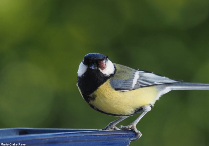 Mésange charbonnière atteinte de variole aviaire