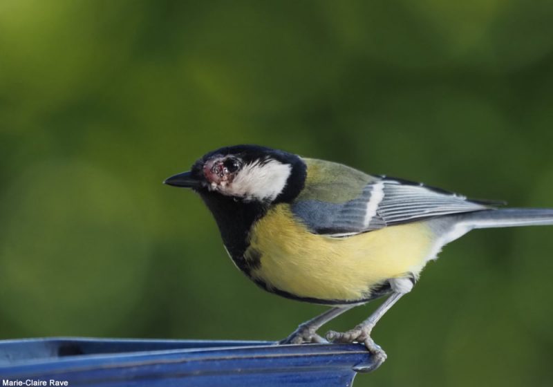 Mésange charbonnière atteinte de poxvirose