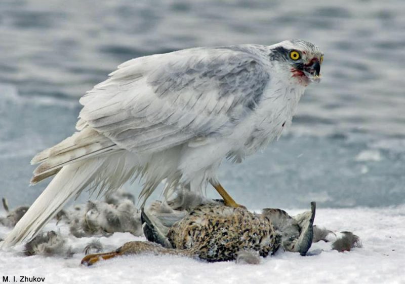 Rencontre en photos avec le spectaculaire Autour des palombes de Sibérie orientale