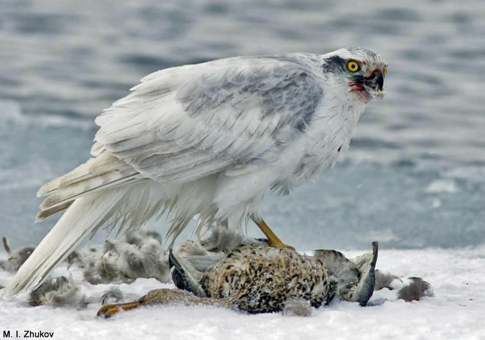Autour des palombes de Sibérie orientale (Accipiter gentilis albidus) adulte