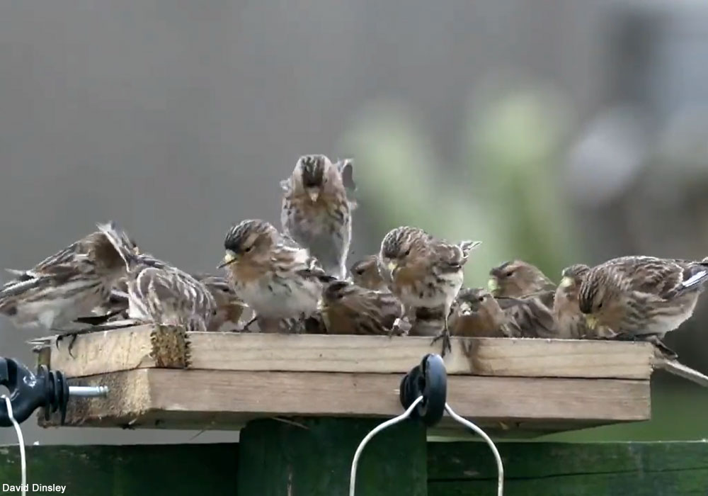 Linottes à bec jaune (Linaria flavirostris) se nourrissant de graines de tournesol