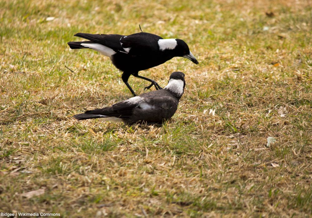 Cassicans flûteurs (Gymnorhina tibicen)