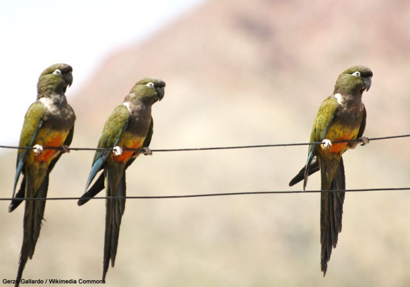 Le beau succès du programme de conservation de la sous-espèce endémique chilienne de la Conure de Patagonie
