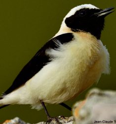 Exposition « Les Ailes de Provence »