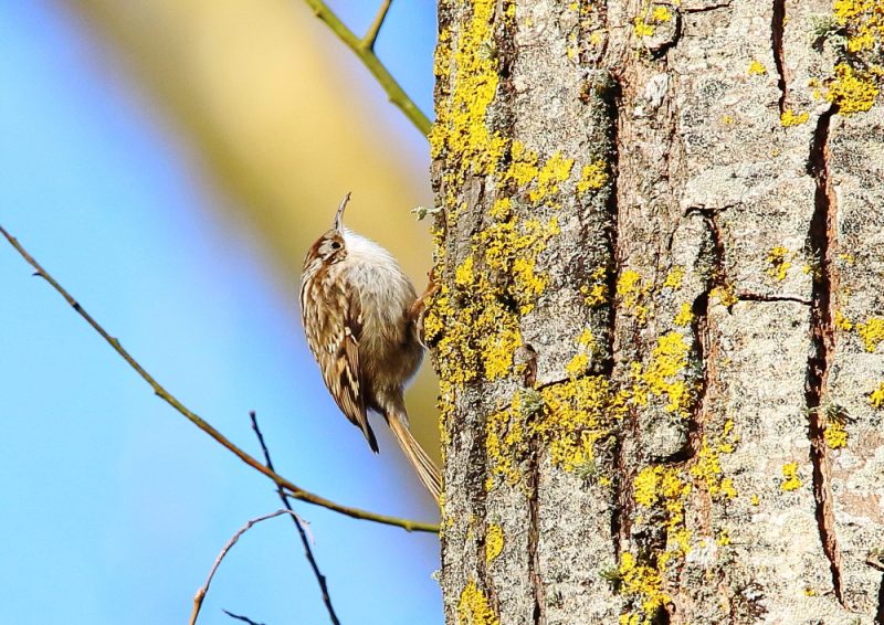Grimpereau des jardins se nourrissant