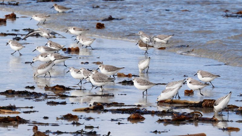 Bécasseaux sanderlings