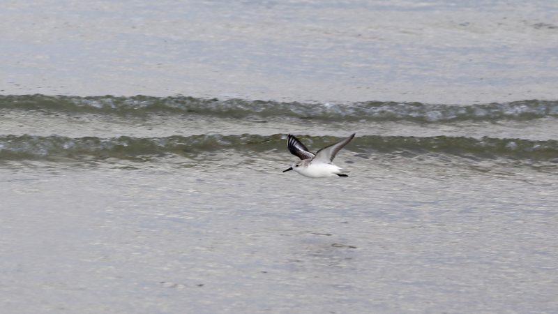 Bécasseau sanderling