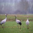 Promenade en famille au lac du Der