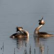 Parade de Grèbes huppés