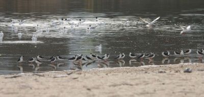 Échasses blanches en Corse