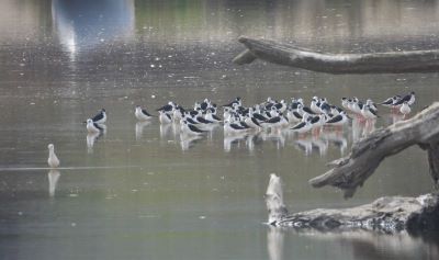 Échasses blanches en Corse