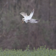 Busard pâle mâle chassant les alouettes en Seine-et-Marne