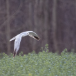 Busard pâle mâle en Seine-et-Marne