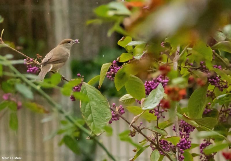 Des arbres et des arbustes produisant des baies riches en antioxydants pour les oiseaux dans votre jardin