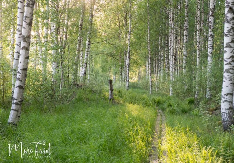 Séjour printanier en Carélie du Nord et du Sud (Finlande), à la recherche des oiseaux nicheurs remarquables