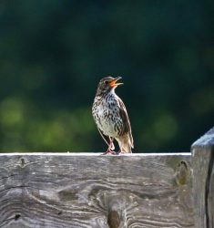 Conférence « Les oiseaux sont-ils musiciens » ?