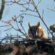 Hibou moyen-duc dans son nid