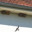 Un exemple réussi d’installation et d’occupation de nichoirs pour Hirondelles de fenêtre sur une maison