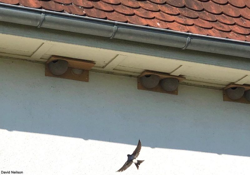 Un exemple réussi d’installation et d’occupation de nichoirs pour Hirondelles de fenêtre sur une maison