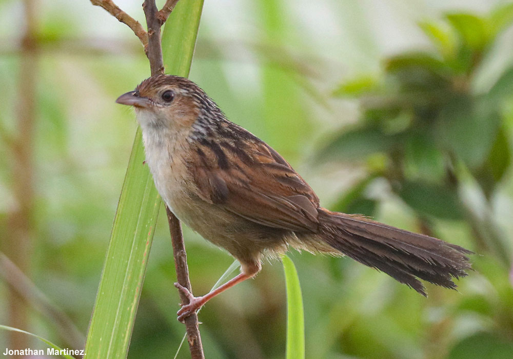 Graminicole de Chine (Graminicola striatus) 