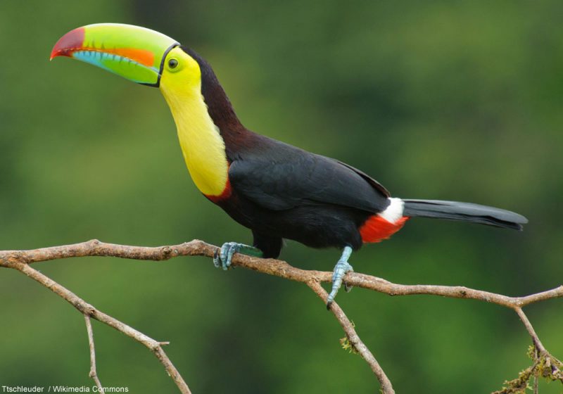 Première observation documentée d’un toucan mangeant un cadavre de vertébré