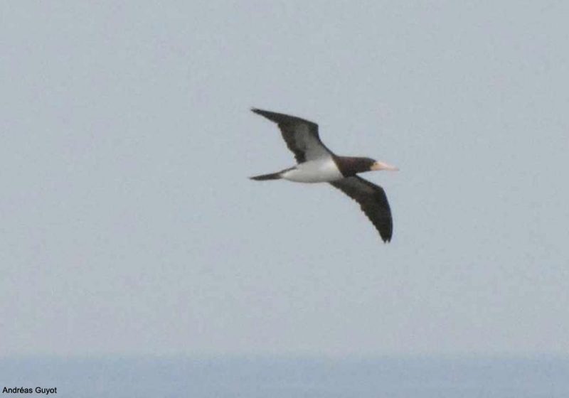 Un Fou brun observé en mars 2022 dans les eaux basques, à la frontière franco-espagnole