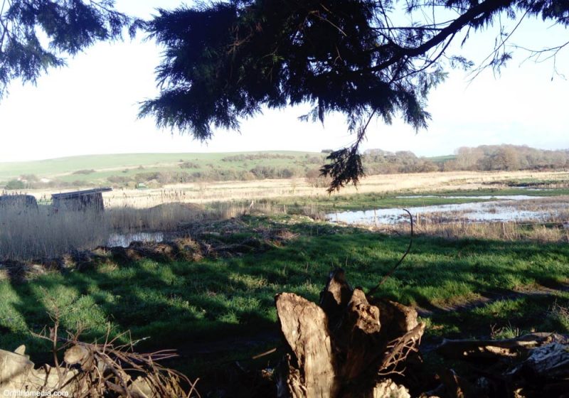 Où observer les oiseaux le long de la côte d’Albâtre, entre Dieppe et Saint-Aubin-sur-Mer (Seine-Maritime) ?