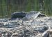 1-Bécasseau cocorli | Calidris ferruginea | Curlew Sandpiper
