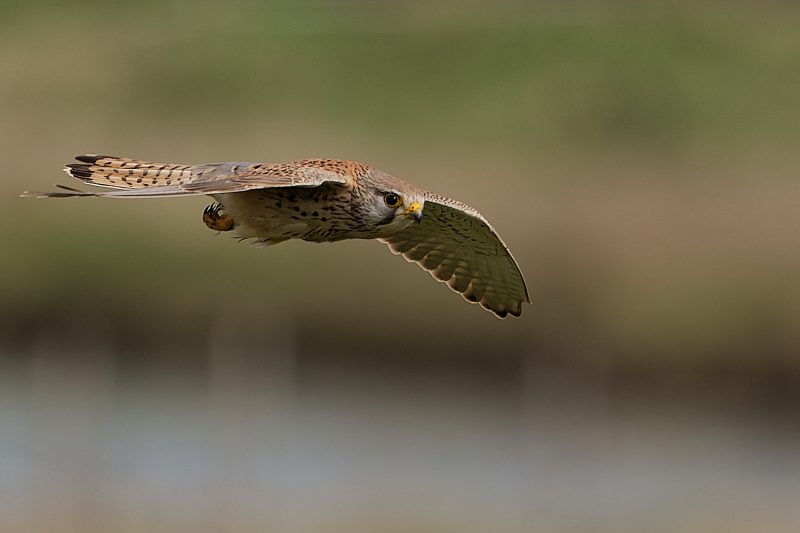 Faucon crécerelle femelle