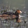 Grèbe huppé