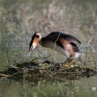 Grèbe huppé sur son nid