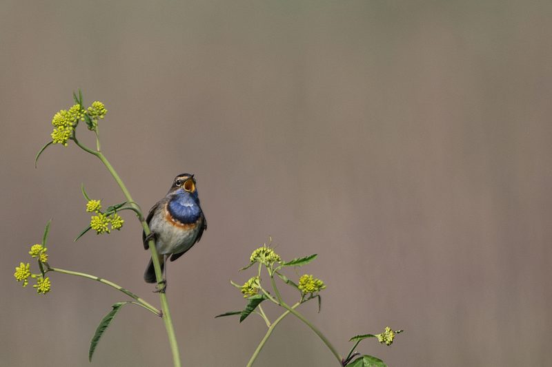 Gorgebleue à miroir sur l’île de Ré