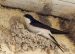 6-Hirondelle de fenêtre | Delichon urbicum | Common House Martin
